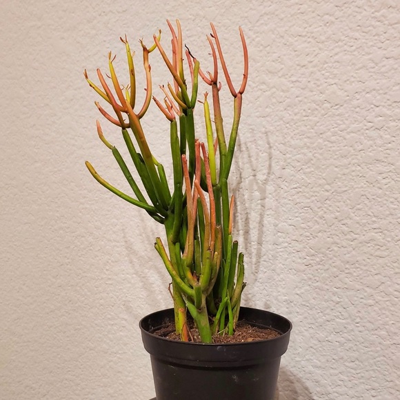 Firestick Pencil Cactus - Picture 1 of 7